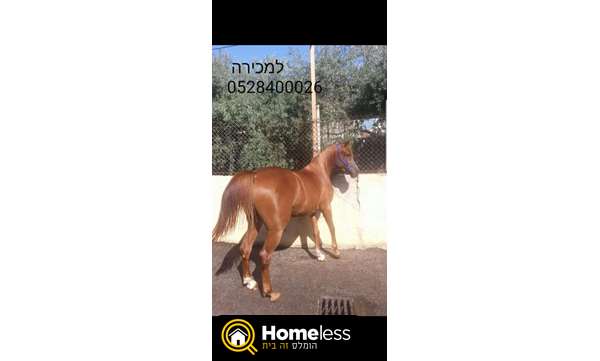 תמונה 3 ,סוסים ערבי   סוסה  למכירה בטמרה