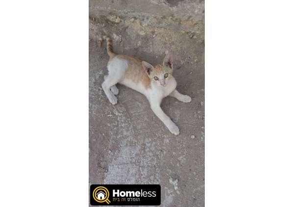 תמונה 4 ,חתולים כללי   טלי לאימוץ בתל אביב