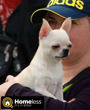 תמונה 2 ,כלבים צ`יוואווה   גורי ציוואווה למכירה בנתניה