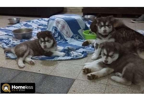 תמונה 1 ,כלבים האסקי סיביר   האסקי למכירה בבית שאן