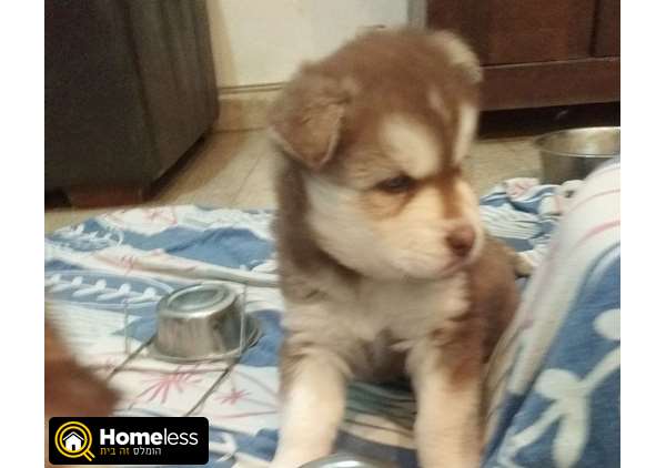 תמונה 3 ,כלבים האסקי סיביר   האסקי למכירה בבית שאן