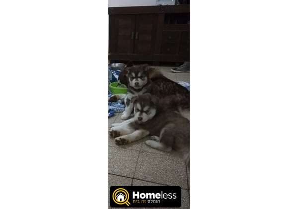 תמונה 4 ,כלבים האסקי סיביר   האסקי למכירה בבית שאן