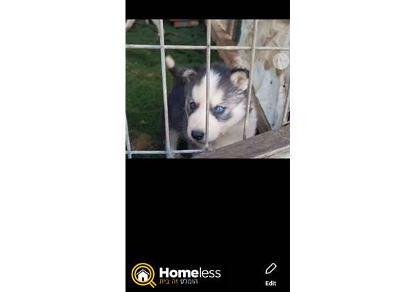 תמונה 1 ,כלבים האסקי סיביר   גור האסקי סבירי למכירה בנהלל