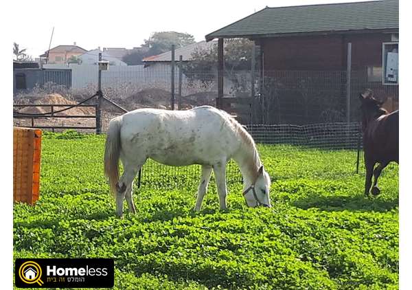 תמונה 1 ,סוסים ערבי   סוסים למכירה במלאה