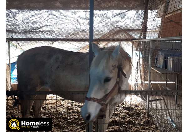 תמונה 3 ,סוסים ערבי   סוסים למכירה במלאה