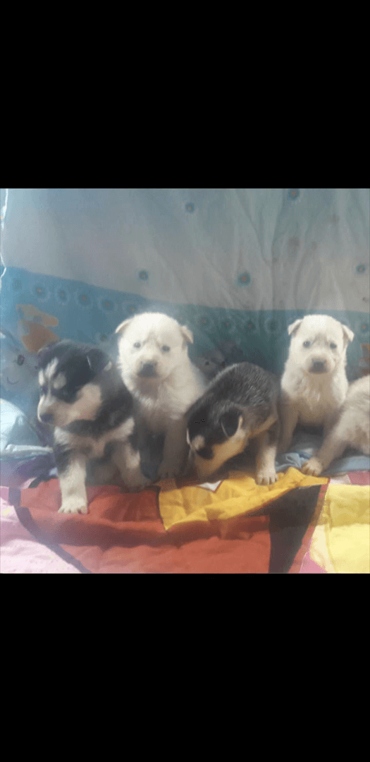 תמונה 2 ,כלבים האסקי סיביר   לוסי למכירה בעכו