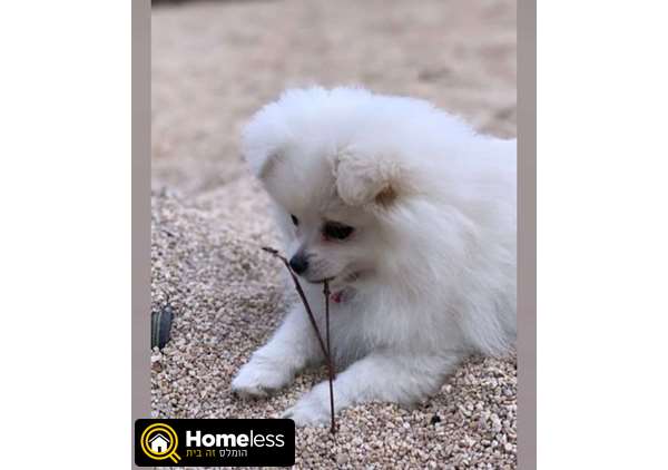 תמונה 1 ,כלבים פומרניאן   פומריינן  למכירה ביקנעם עילית