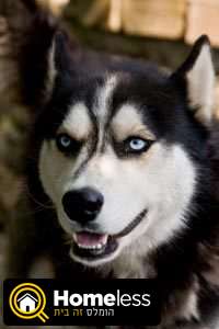 תמונה 2 ,כלבים האסקי סיביר   פרינס למכירה במשגב עם