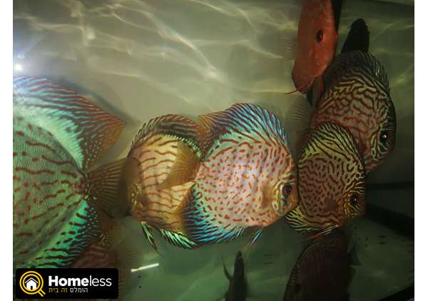 תמונה 4 ,דגים ציקלידים   דיסקוס למכירה באשקלון