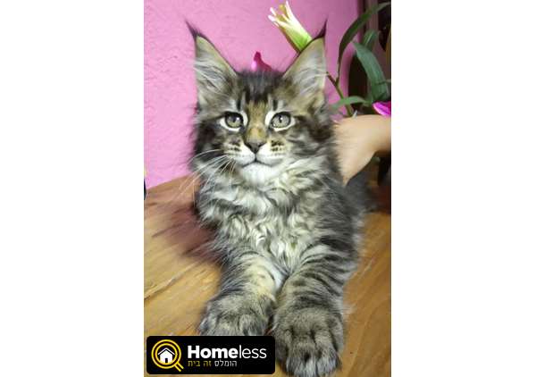 תמונה 1 ,חתולים מיין קון   גורים למכירה בברקן