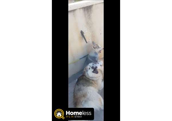 תמונה 2 ,כלבים האסקי סיביר   ביל למכירה בכפר יאסיף