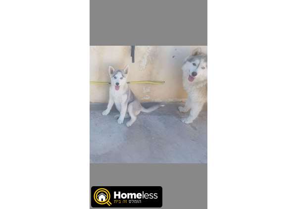 תמונה 3 ,כלבים האסקי סיביר   ביל למכירה בכפר יאסיף