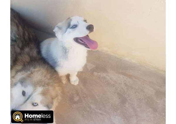 תמונה 4 ,כלבים האסקי סיביר   ביל למכירה בכפר יאסיף