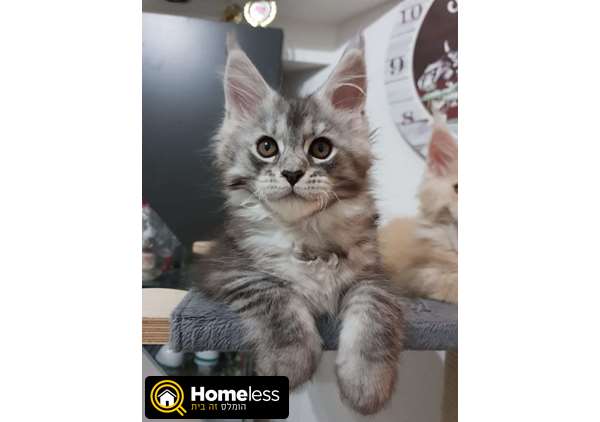תמונה 4 ,חתולים מיין קון   מי למכירה בחיפה