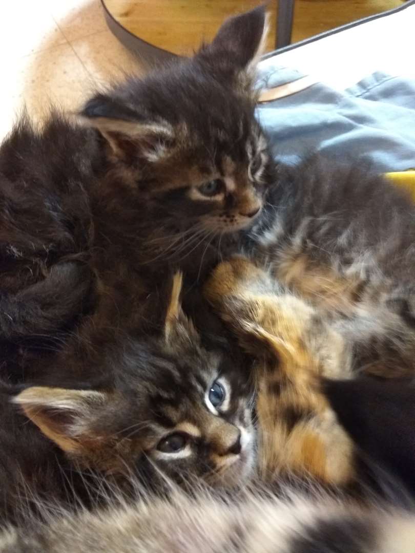 תמונה 3 ,חתולים מיין קון   גורים למכירה בברקן