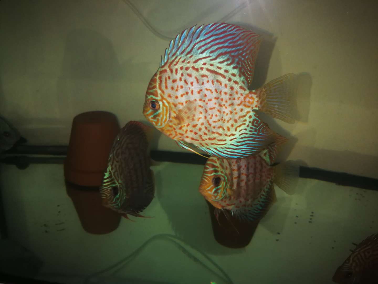 תמונה 1 ,דגים ציקלידים   דיסקוס למכירה באשקלון