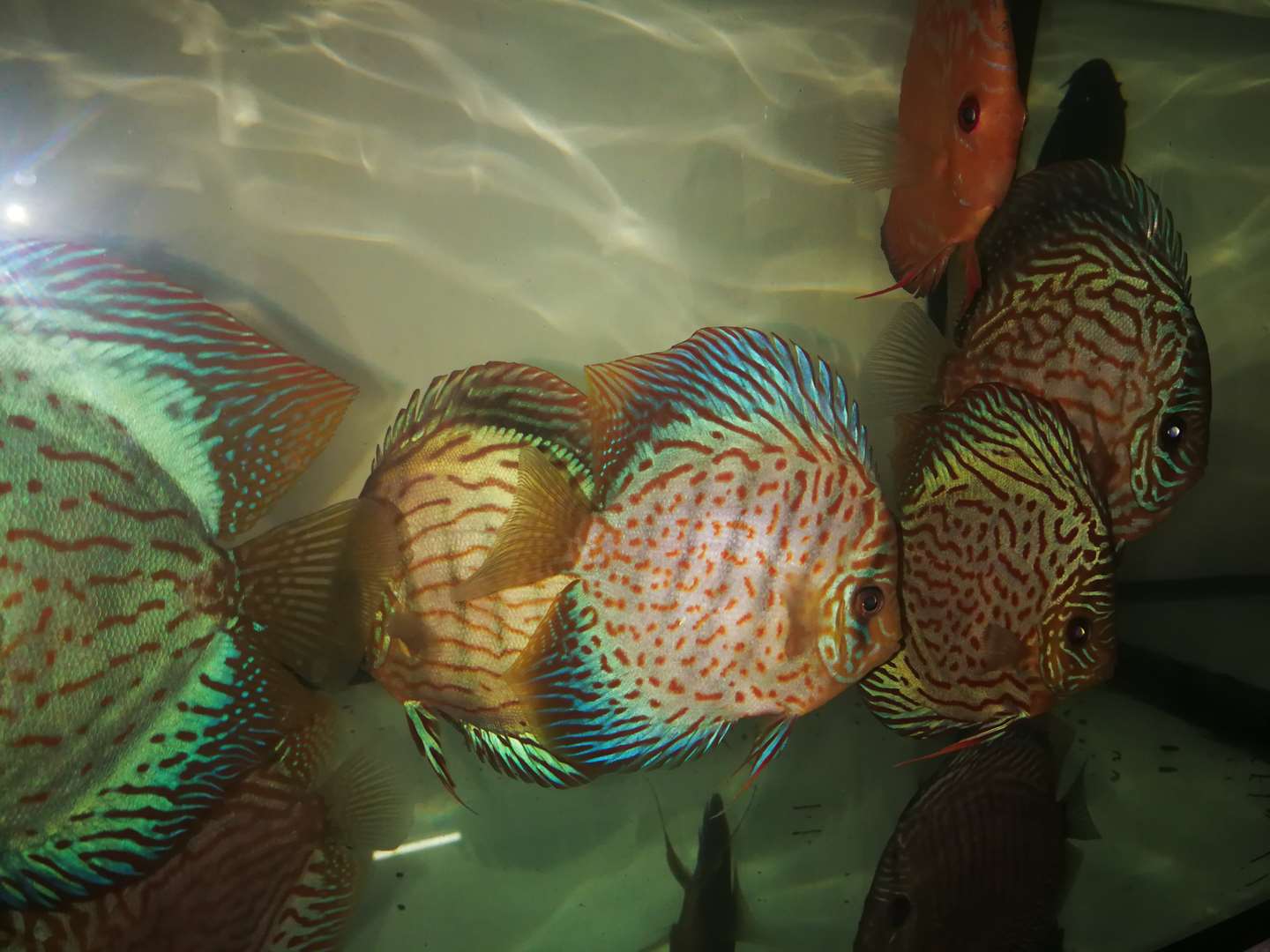 תמונה 4 ,דגים ציקלידים   דיסקוס למכירה באשקלון