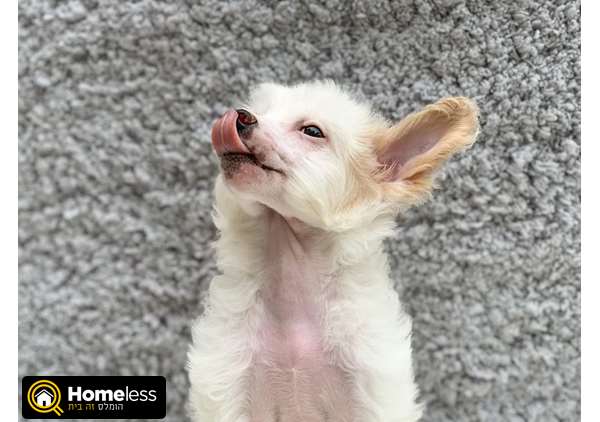 תמונה 3 ,כלבים סיני מצוייץ   גורים למכירה בתל אביב