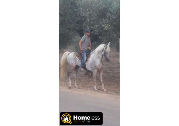 תמונה 1 ,סוסים ערבי   מורד למכירה בירכא