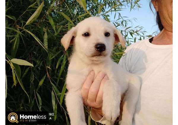 תמונה 1 ,כלבים לברדור רטריבר   לברדור למכירה באשדוד