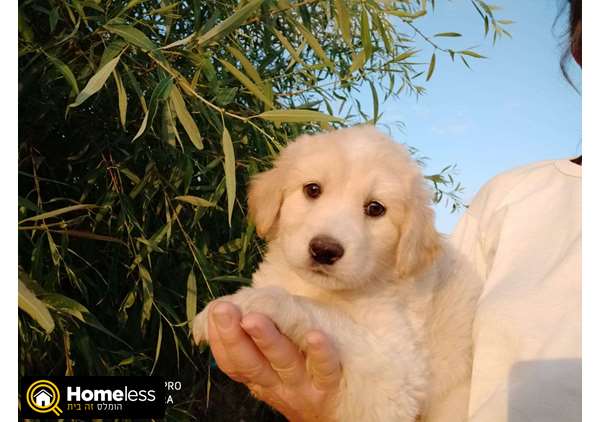 תמונה 1 ,כלבים לברדור רטריבר   גולדן רטריבר למכירה באשדוד