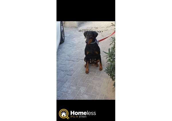 תמונה 2 ,כלבים דוברמן   דוברמן למכירה בג'סר אל זארקא