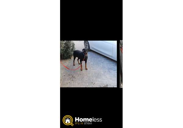 תמונה 3 ,כלבים דוברמן   דוברמן למכירה בג'סר אל זארקא