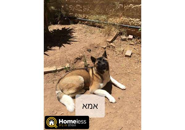 תמונה 2 ,כלבים אקיטה יפני   אקיטה אמריקאי למכירה בירושלים
