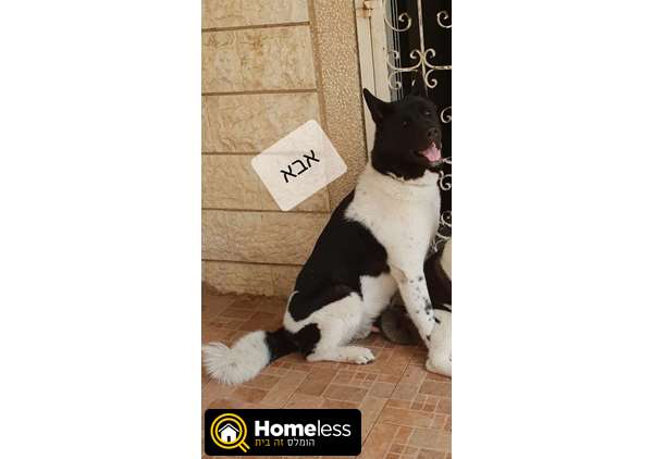 תמונה 3 ,כלבים אקיטה יפני   אקיטה אמריקאי למכירה בירושלים