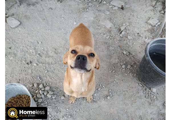 תמונה 1 ,כלבים פאג   פאג למכירה באשדוד