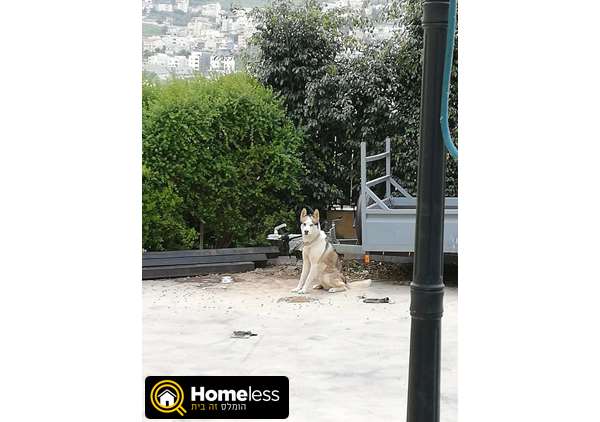תמונה 2 ,כלבים האסקי סיביר   אסקימו למכירה בריינה 