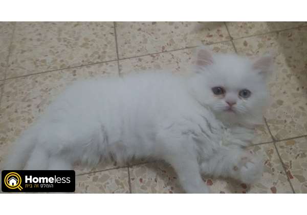 תמונה 2 ,חתולים כללי   אנגורה ANGORA Turquish למכירה בנתניה