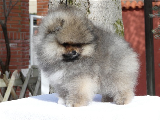 תמונה 1 ,כלבים פומרניאן   פומרניאן למכירה באמונים