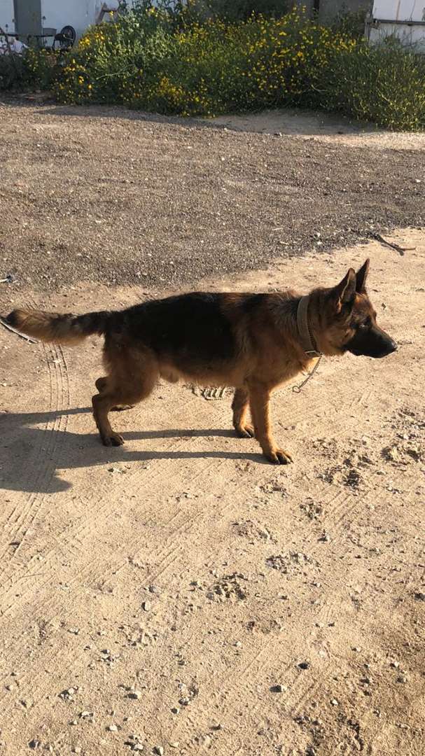 תמונה 3 ,כלבים רועה גרמני   חסן למכירה בתל אביב