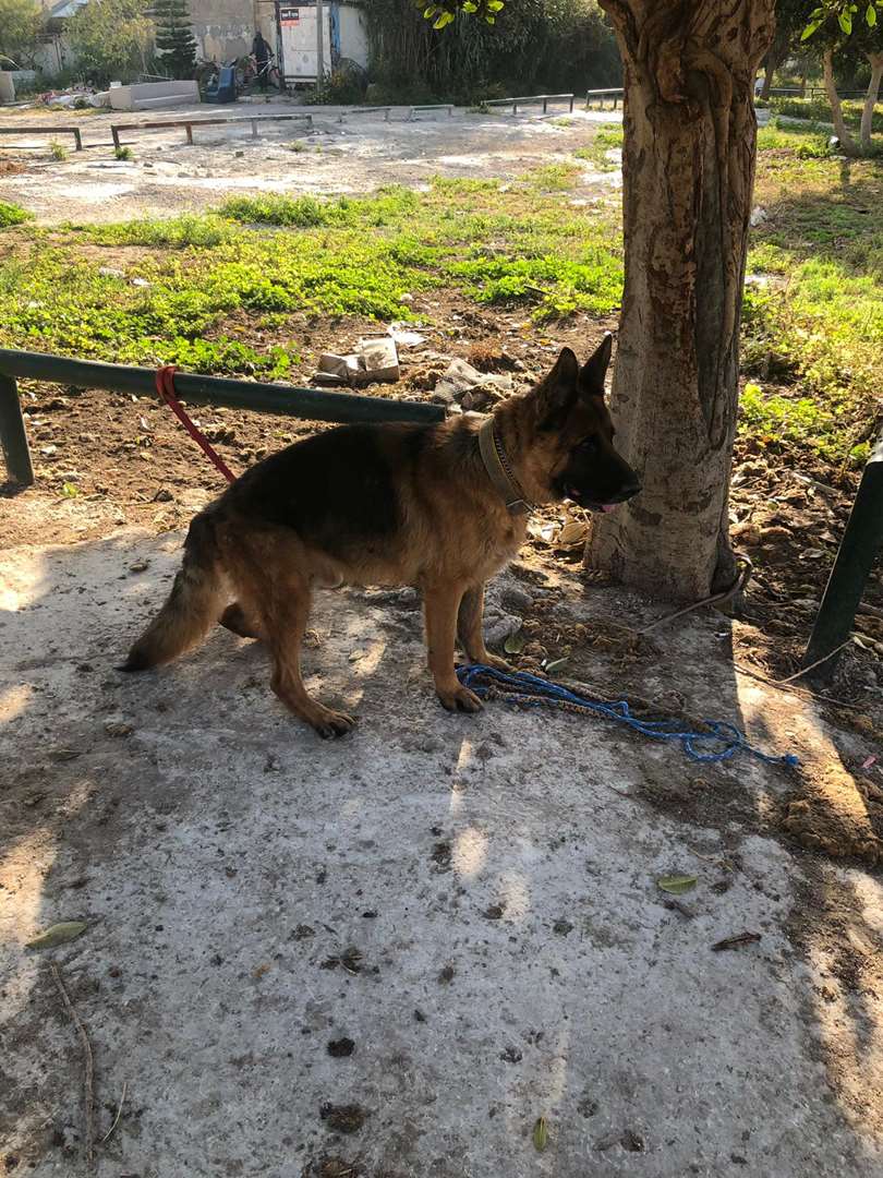 תמונה 4 ,כלבים רועה גרמני   חסן למכירה בתל אביב