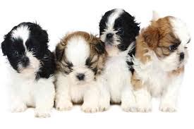 תמונה 1 ,כלבים שי צו   shitzu למכירה בשיצו