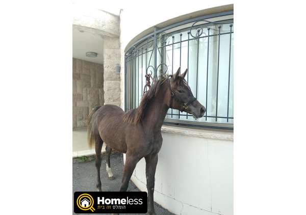 תמונה 2 ,סוסים ערבי   \ למכירה בדאלית אל-כרמל