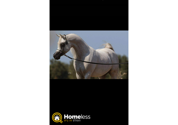 תמונה 3 ,סוסים ערבי   \ למכירה בדאלית אל-כרמל