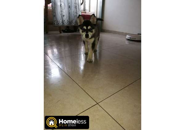 תמונה 1 ,כלבים האסקי סיביר   היידי למכירה בעפולה