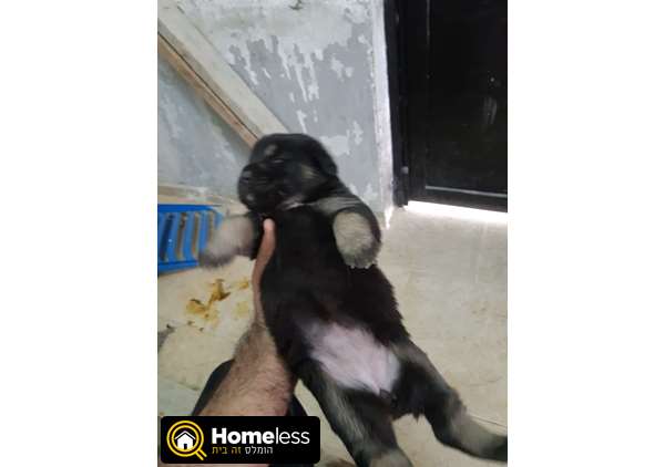 תמונה 1 ,כלבים זאב בלגי   גורי זאב קווקזי למכירה בג'סר אל זארקא
