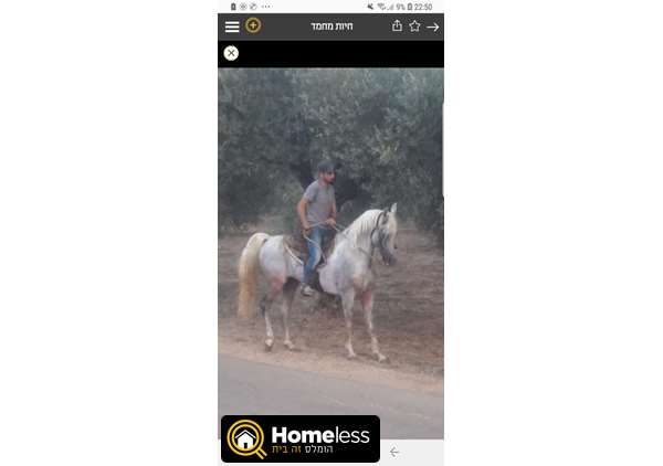תמונה 1 ,סוסים ערבי   * מורד * למכירה בירכא