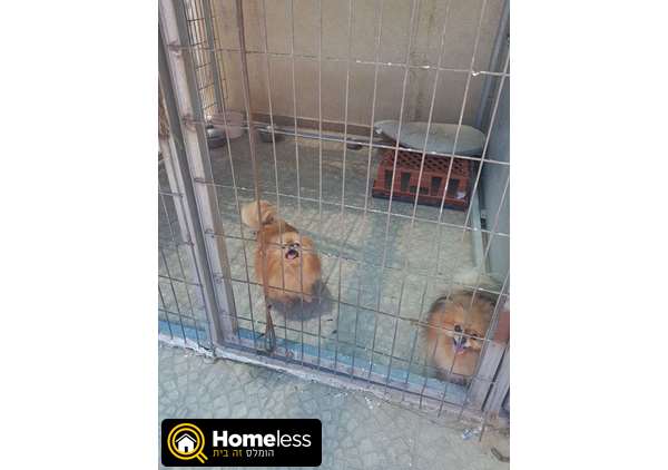 תמונה 1 ,כלבים פומרניאן   פומרניאן למכירה בקרית חיים