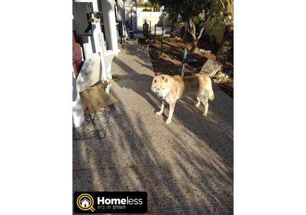 תמונה 1 ,כלבים האסקי סיביר   פונץ למכירה בעכו