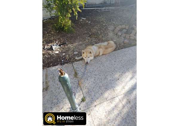 תמונה 2 ,כלבים האסקי סיביר   פונץ למכירה בעכו