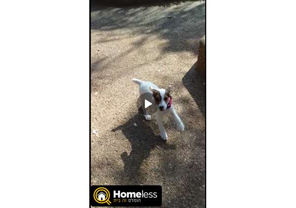 תמונה 1 ,כלבים גק ראסל טרייר   טיטו למכירה ביפו