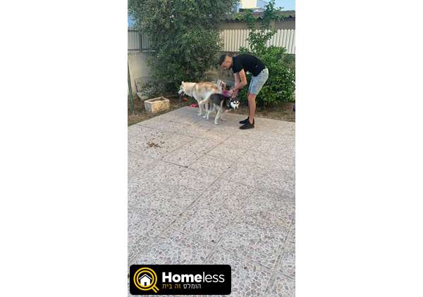 תמונה 1 ,כלבים האסקי סיביר   וונוס למכירה בקרית מוצקין