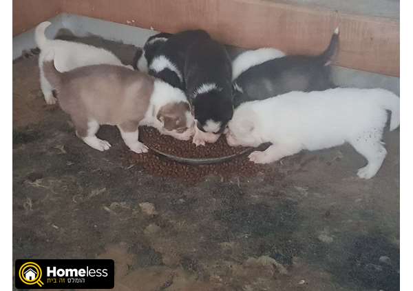 תמונה 2 ,כלבים האסקי סיביר   האסקי למכירה בדאלית אל כרמל