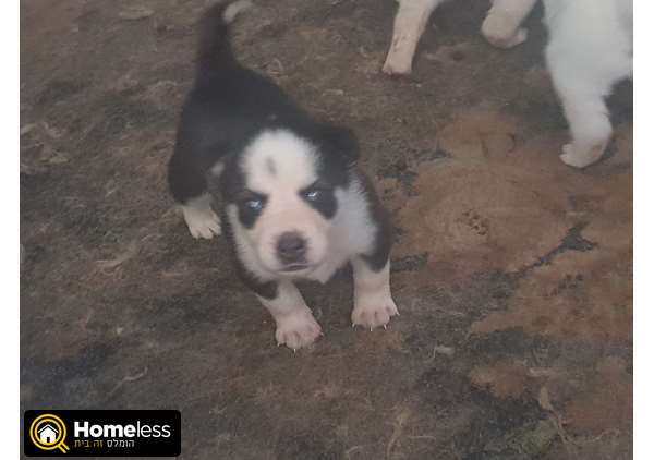 תמונה 3 ,כלבים האסקי סיביר   האסקי למכירה בדאלית אל כרמל