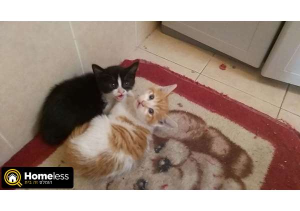 תמונה 1 ,חתולים מעורב   קטי וצ'יפ למסירה ברמות נפתלי