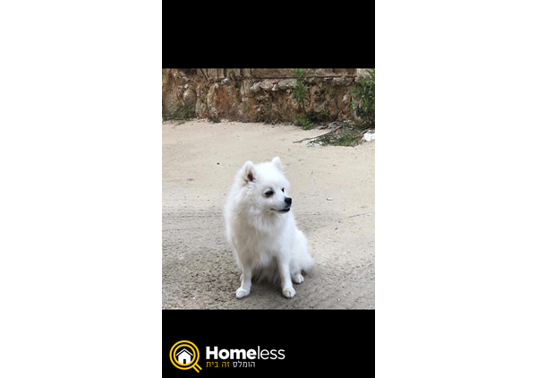 תמונה 2 ,כלבים שפיץ מעורב   ג׳וצי למכירה בירושלים